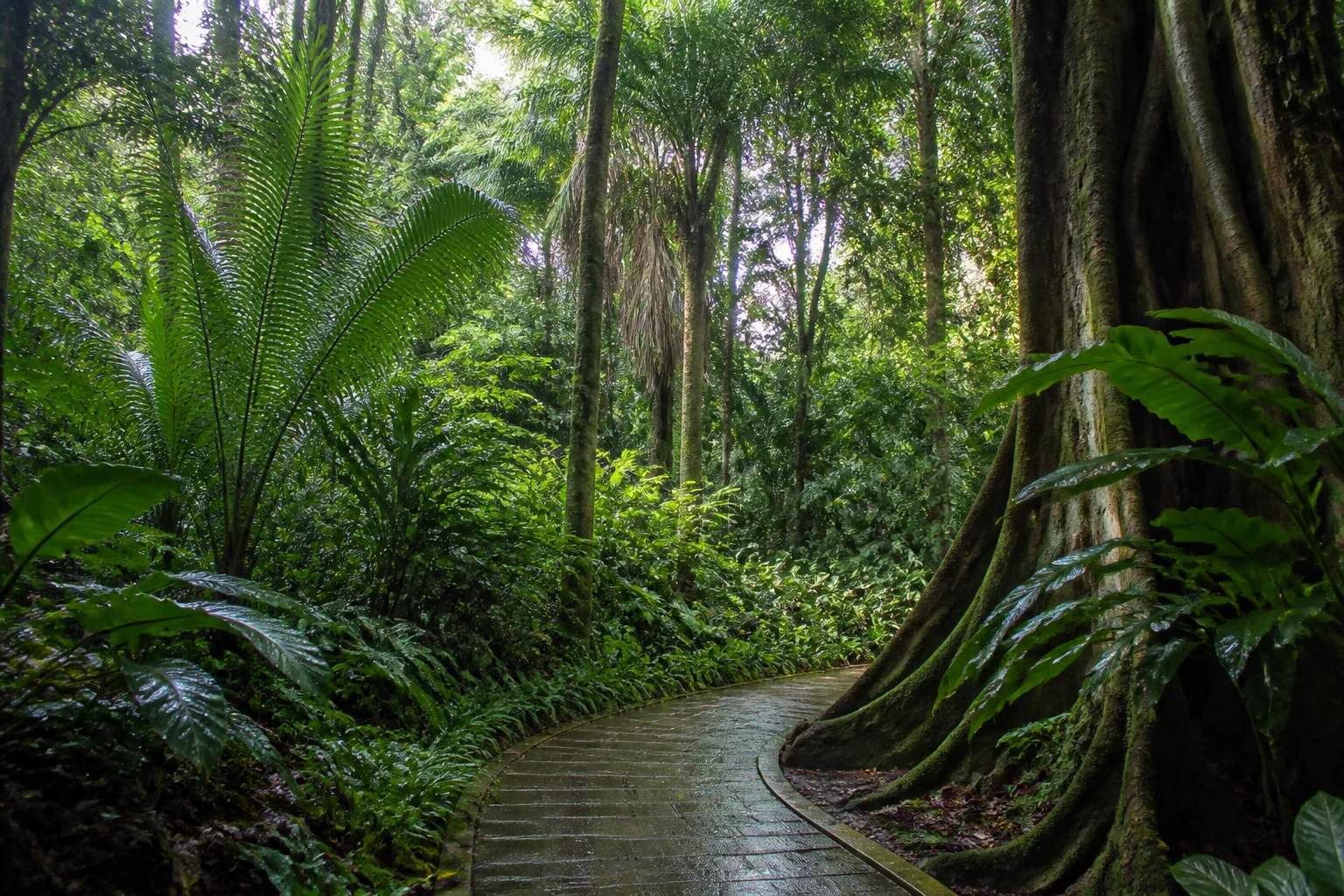 西双版纳热带植物园林间步道氛围